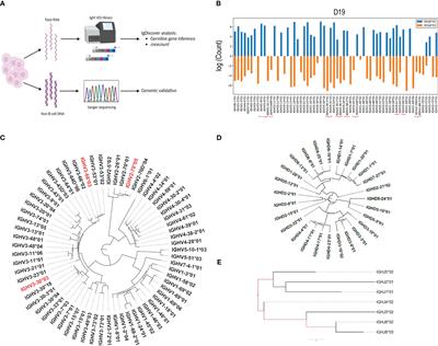 Adaptive immune receptor genotyping using the corecount program